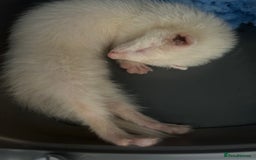 Ferret rodents for sale: Red Eyed Albino Ferret - Image 2