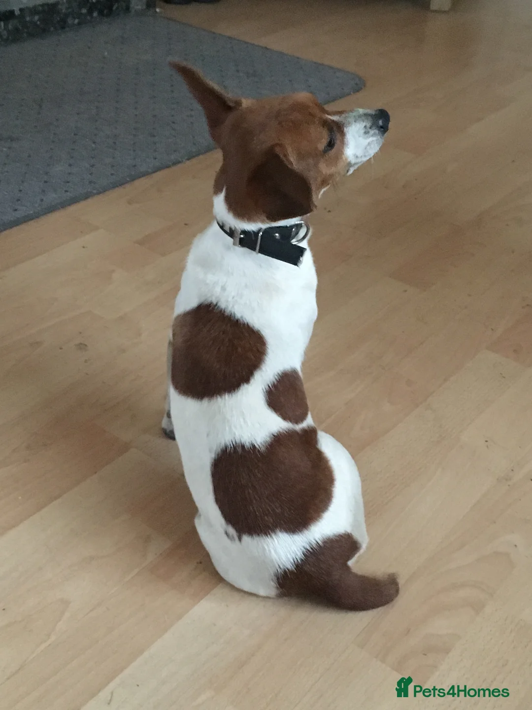 Jack Russell dogs for stud: Jack russell for stud in Houghton le Spring - Advert 7