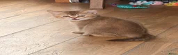 British Shorthair cats for sale: Gorgeous British Shorthair kittens ready to leave. - Advert 22