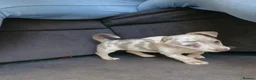 Jack Russell dogs for sale: Merle jack russels - Advert 2