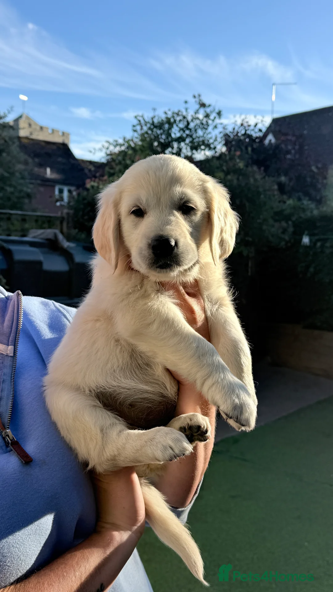Golden Retriever dogs for sale: Exceptional Golden Retriever Puppies 🐾 - Advert 40