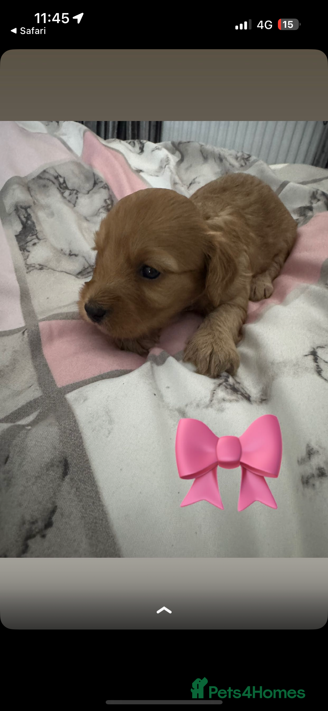 Cockapoo dogs for sale: 5 f1 cockerpoo puppies  - Image 14