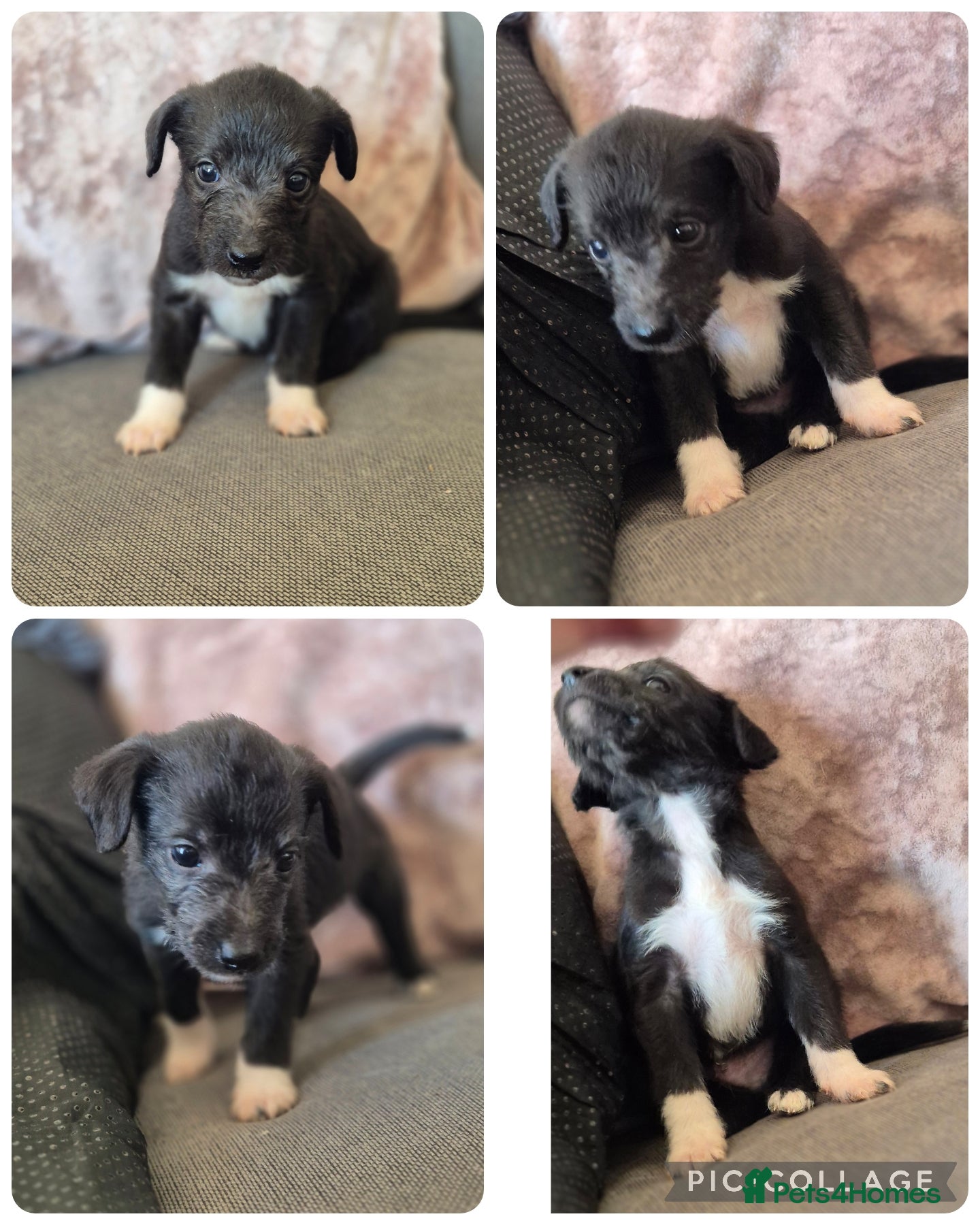 Mixed Breed dogs Whippet x Bedlington - Advert 1