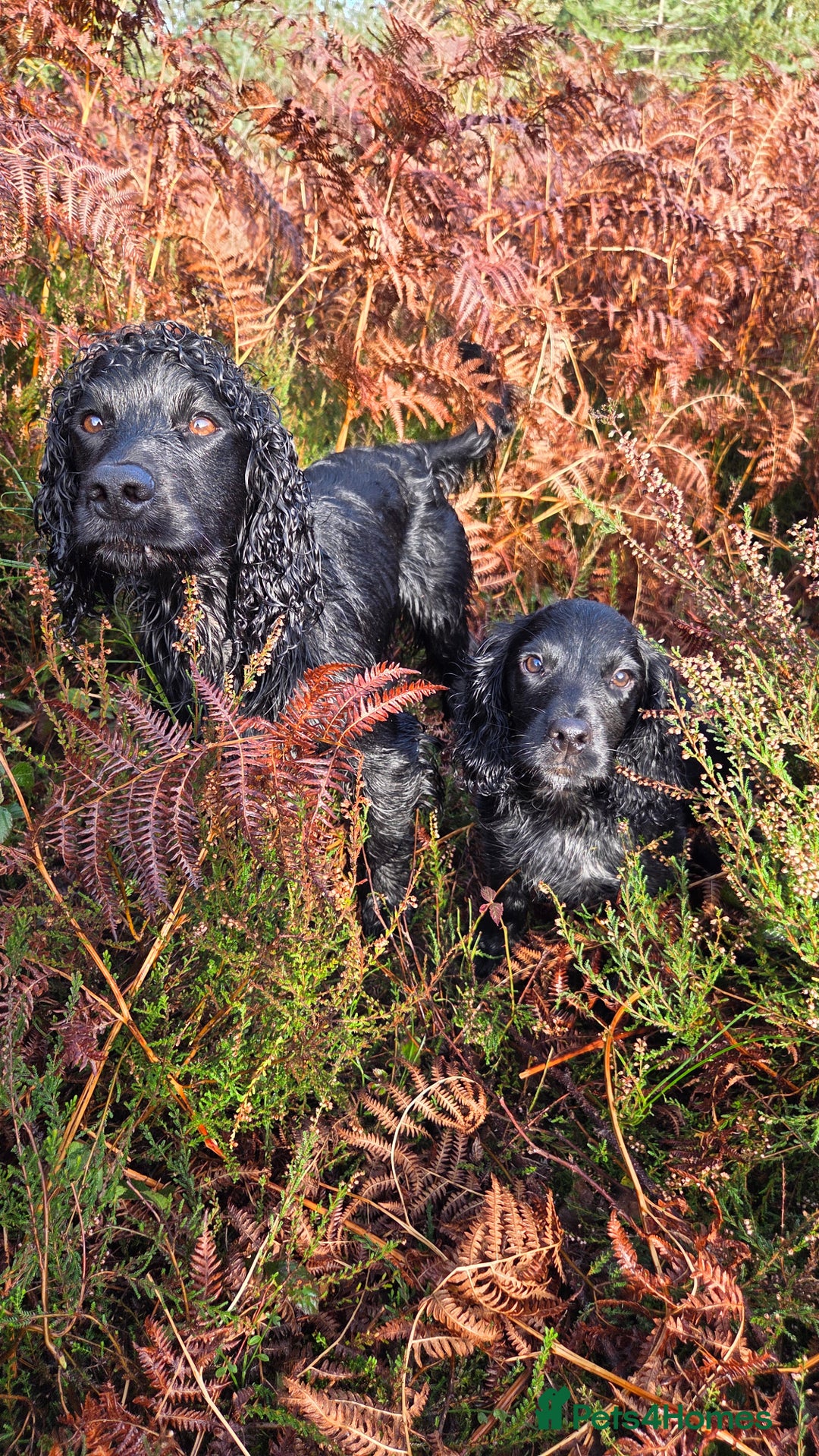 Cocker Spaniel dogs for stud: Working cocker at studs in Ashford - Image 15