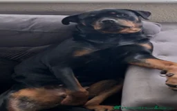 Rottweiler dogs for sale: Rottweiler girl for rehome - Image 5