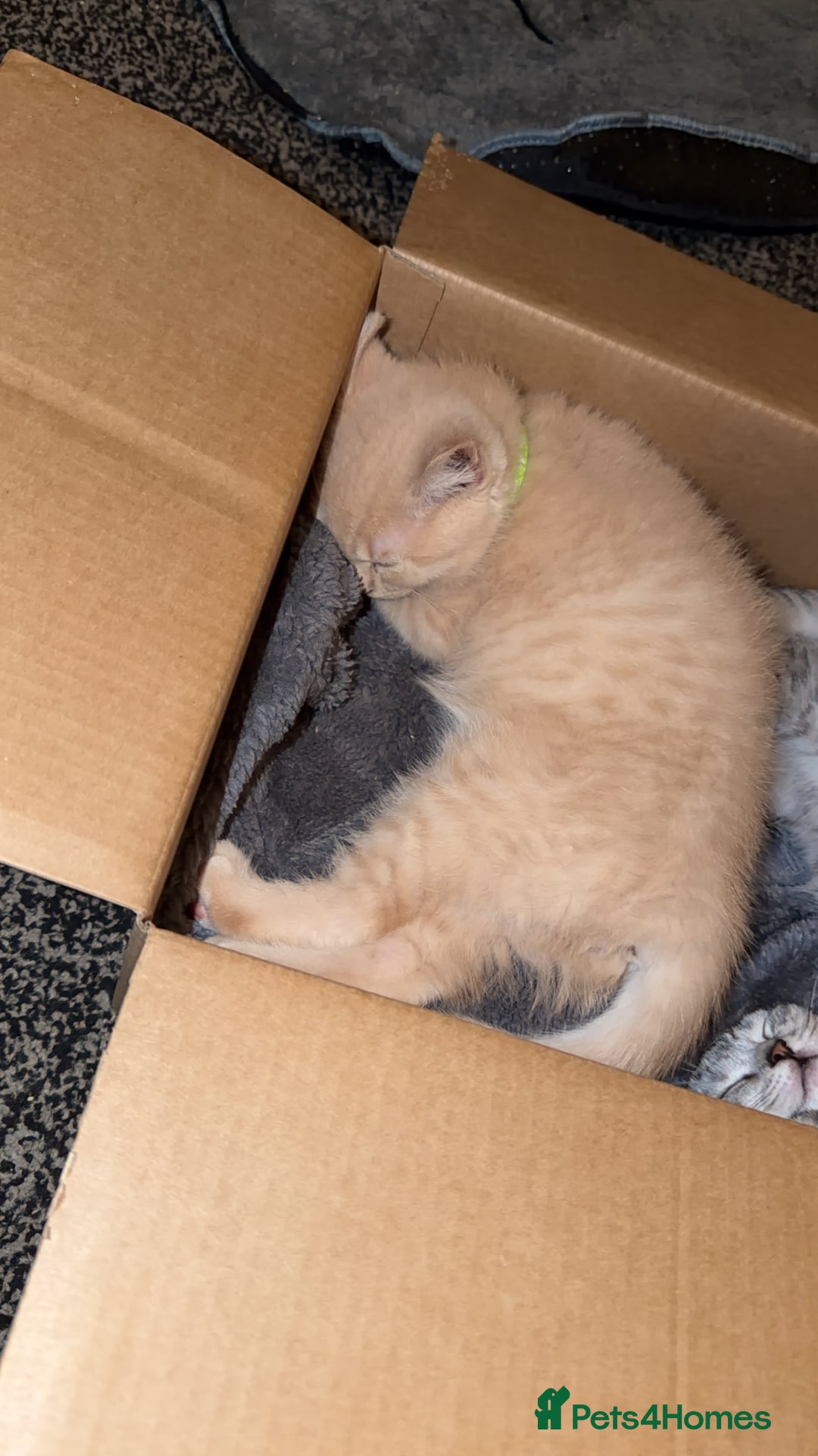 British Shorthair cats for sale: British short hair  - Advert 12