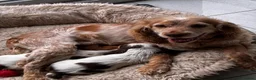 Cocker Spaniel dogs for sale: KC reg twin show spaniels  - Advert 15