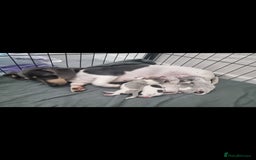 Miniature Dachshund dogs for sale: Kc registered Beautiful mini dachshund puppies - Image 5