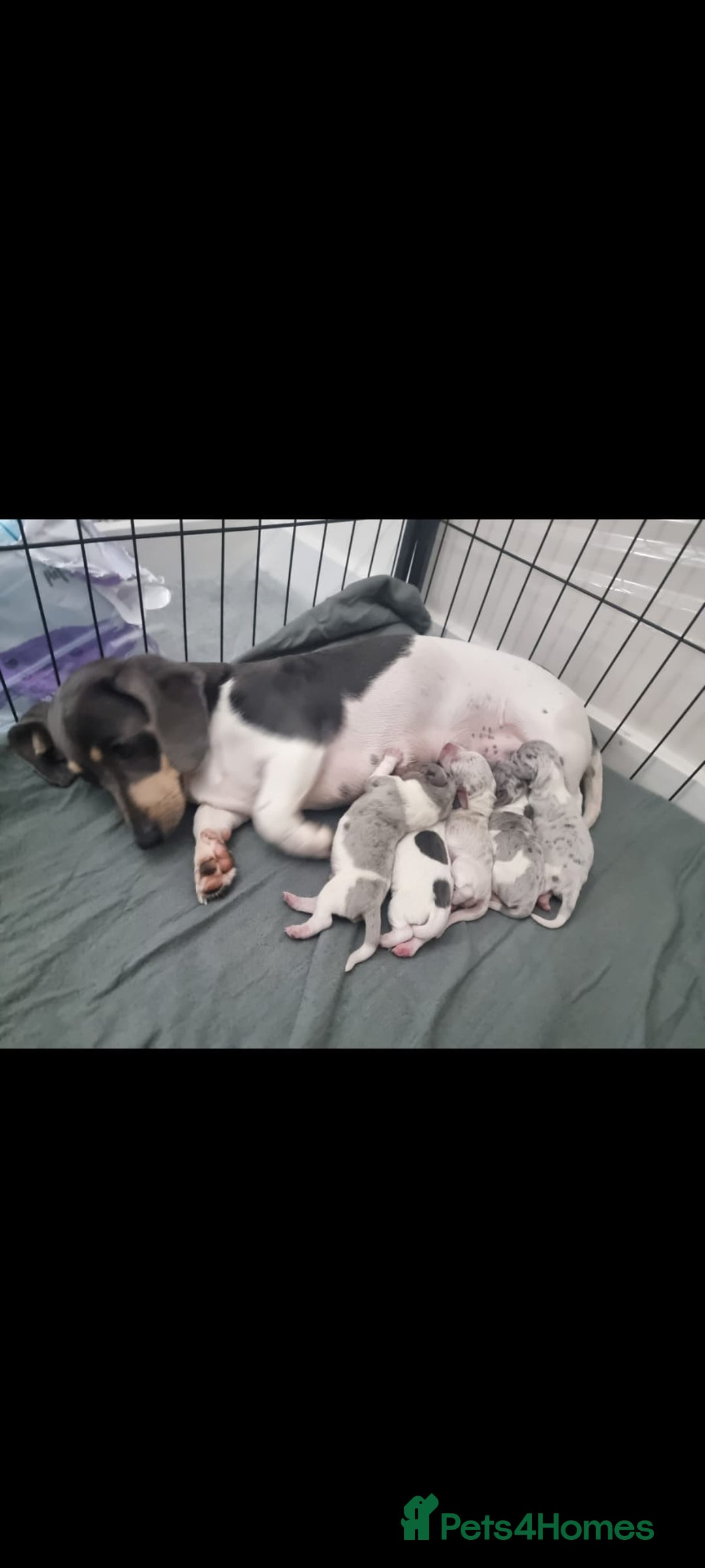 Miniature Dachshund dogs for sale: Kc registered Beautiful mini dachshund puppies - Image 5