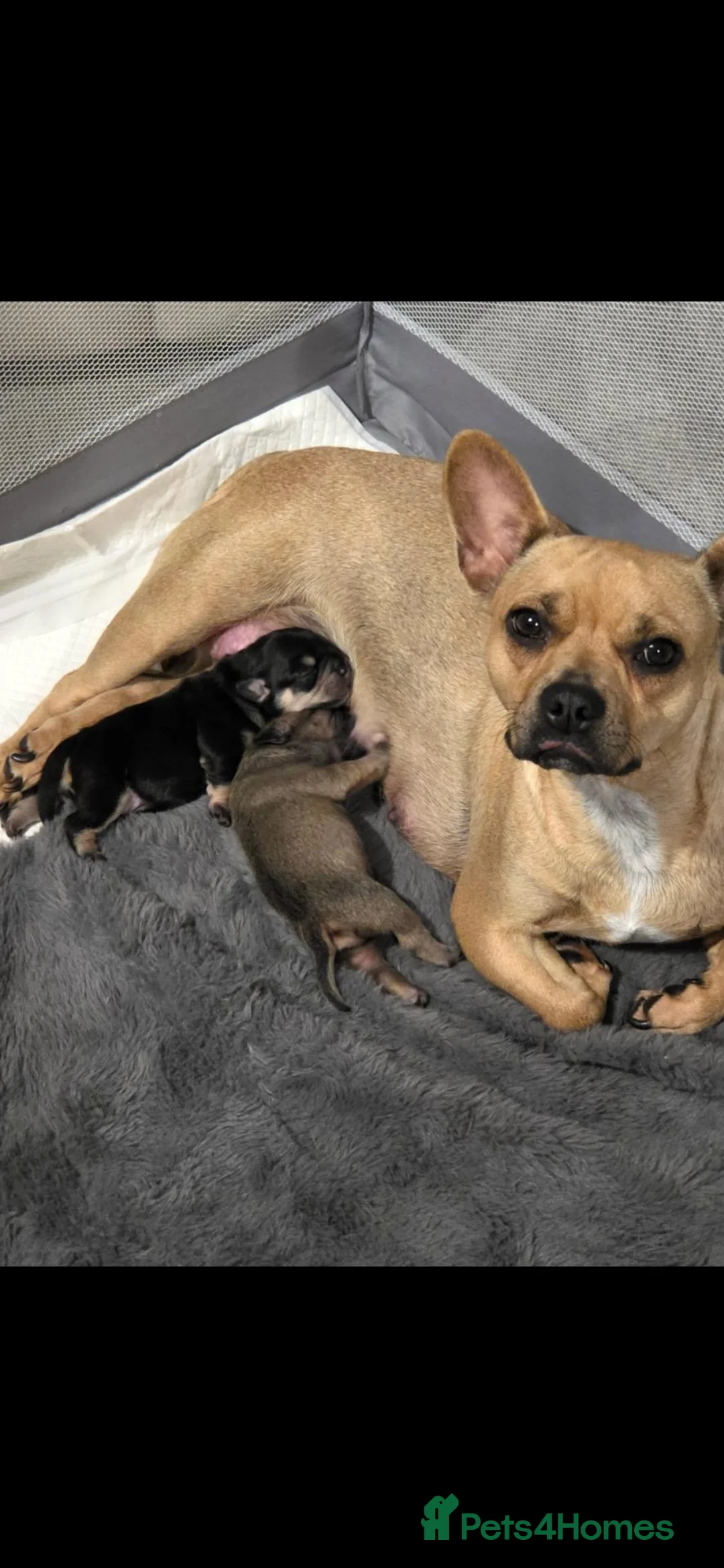 Mixed Breed dogs for sale: French bulldog x chihuahua puppies  - Advert 1
