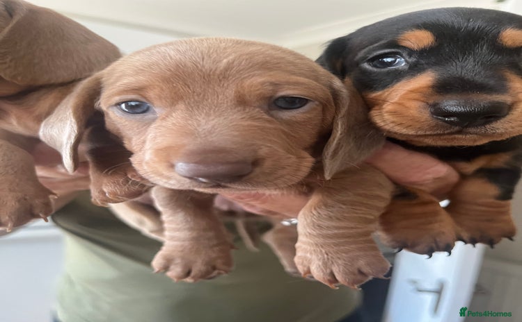 Dachshund dogs - Advert 1