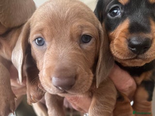 Dachshund dogs - Advert 10