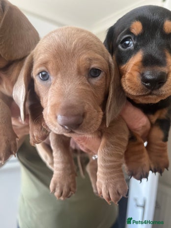 Dachshund dogs - Advert 13