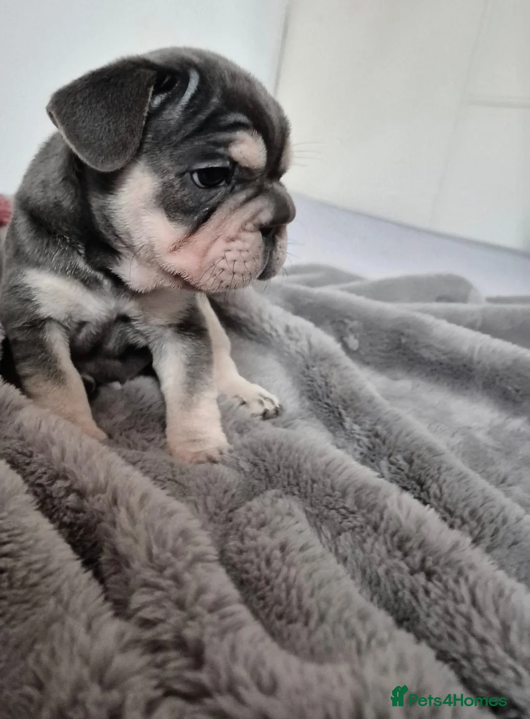 French Bulldog dogs for sale: French bulldogs  - Advert 7
