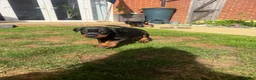 Dobermann dogs for sale: 2 girls left ❤️ Doberman Puppies - Advert 6