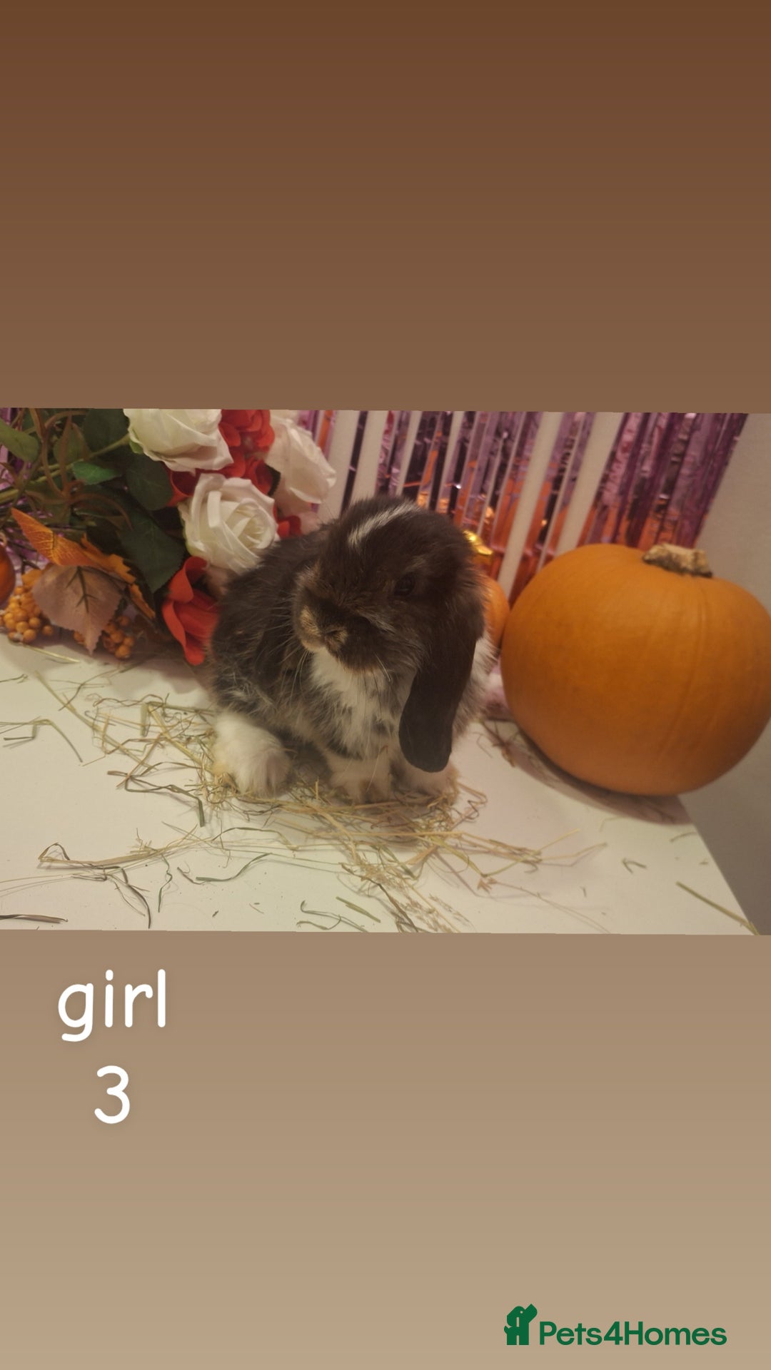 Mini Lop rabbits for sale: 6 beautiful mini lops, 3 girls 3 boys - Advert 4