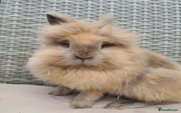Lionhead rabbits for sale: Double Maned Lionhead Bunnies  - Image 10
