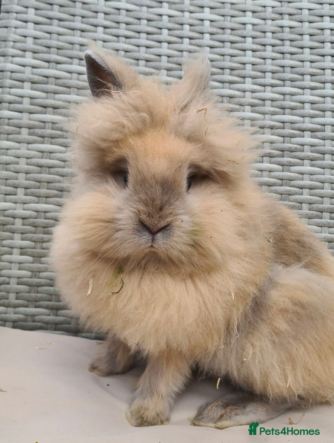 Lionhead rabbits for sale: Double Maned Lionhead Bunnies  - Image 10