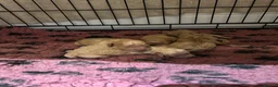 Cockapoo dogs for sale: Beautiful Cockapoo Puppies  - Advert 18