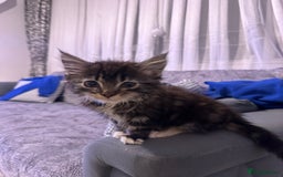 Maine Coon cats for sale: Gorgeous main coon kitten for sale  - Advert 5
