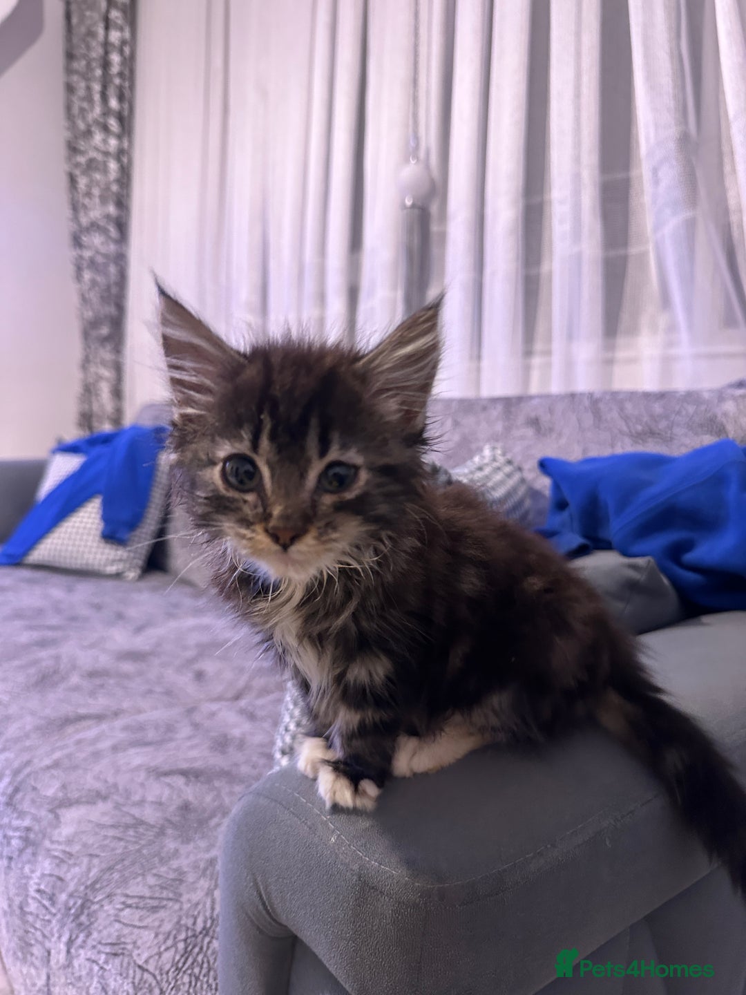 Maine Coon cats for sale: Gorgeous main coon kitten for sale  - Advert 5