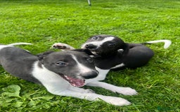 Whippet dogs for sale: Whippets  - Image 16