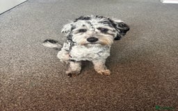 Cockapoo dogs for stud: Blue Merle Cockapoo ( Ralph )  - Image 3
