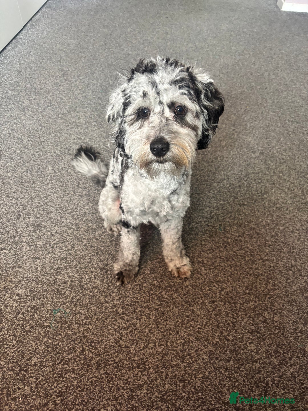 Cockapoo dogs for stud: Blue Merle Cockapoo ( Ralph )  - Image 3