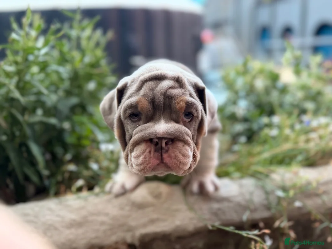 English Bulldog dogs for sale: Rare mini english bulldogs  - Advert 1