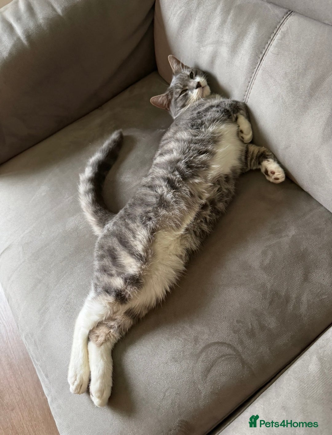 Mixed Breed cats for sale: 8 month old male cat for rehoming  - Advert 4