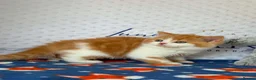 British Shorthair cats for sale: GCCF BSH kittens- championship lines - Advert 6