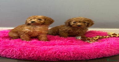 Cavapoo dogs - Advert 6