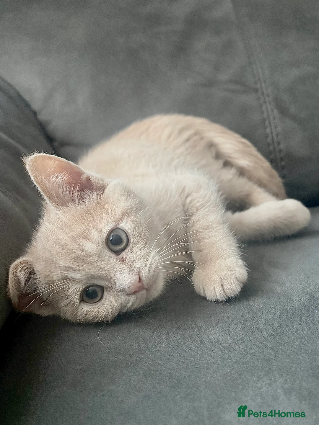 British Shorthair cats for sale: Beautiful Purebreed British Shorthair X Tabby - Advert 15