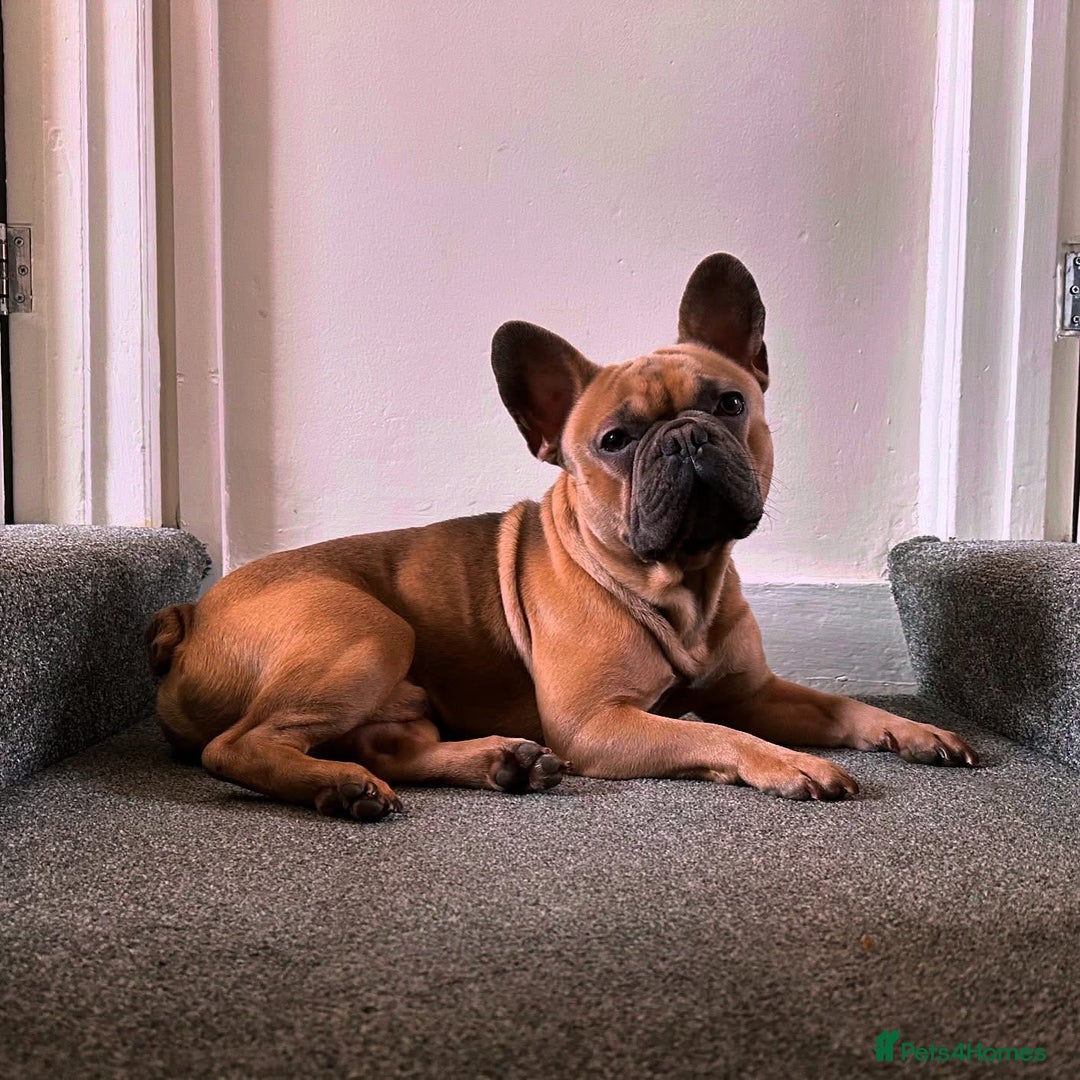 French Bulldog dogs for sale: French Bulldog.  - Image 2
