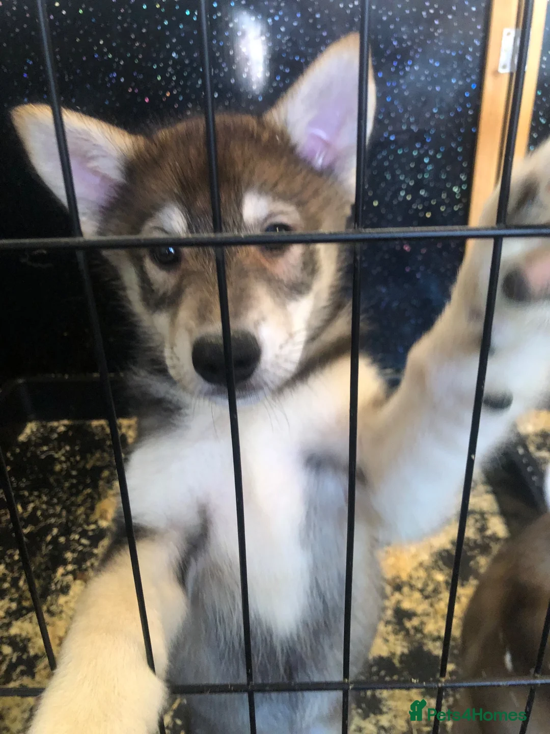 Utonagan dogs for sale: utanagan cross czech wolf dog  - Advert 2