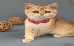 British Shorthair cats for sale: 🫶GCCF - NY12 Golden British Shorthair kittens 🫶 - Image 20