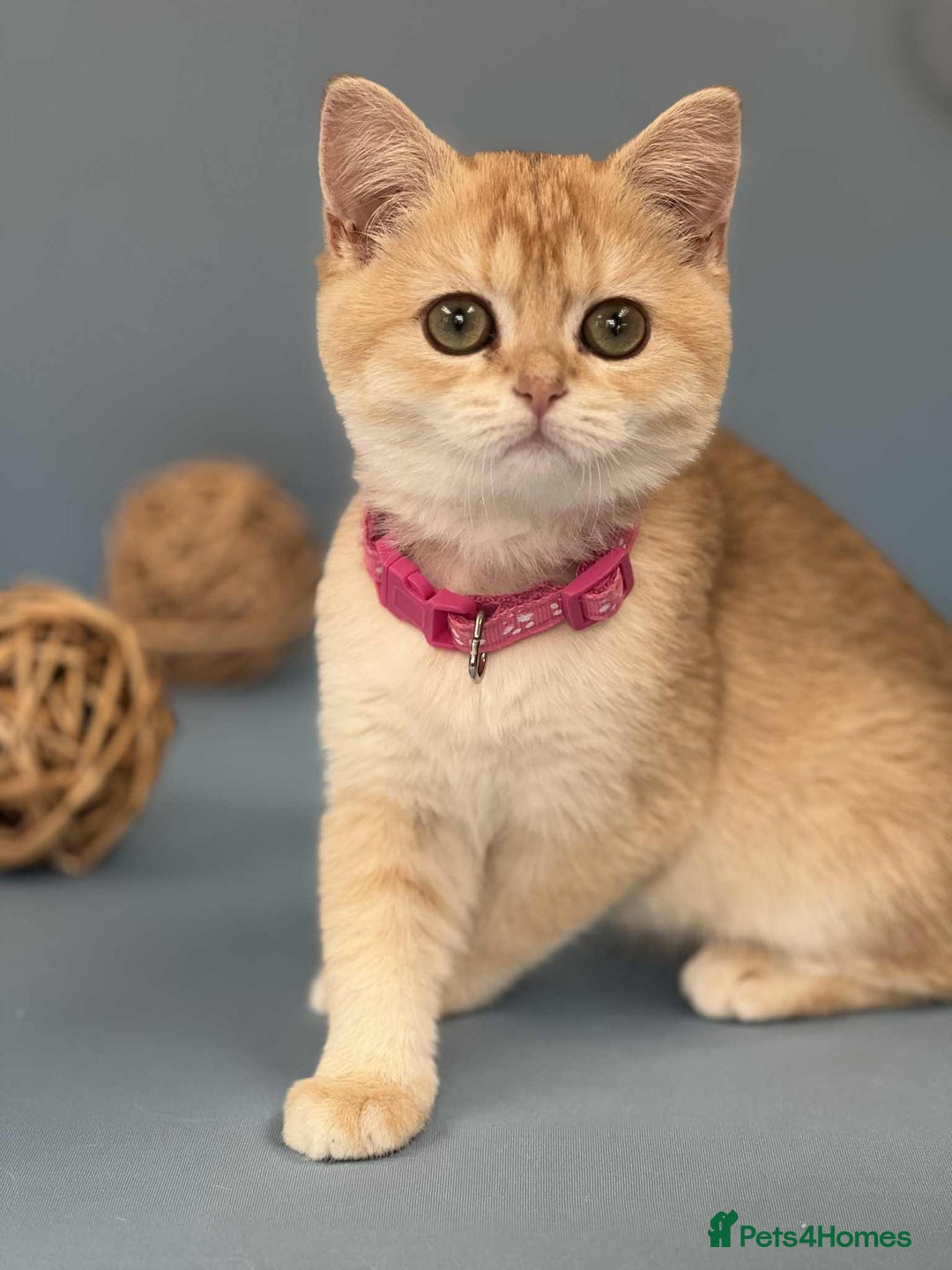 British Shorthair cats for sale: 🫶GCCF - NY12 Golden British Shorthair kittens 🫶 - Image 20