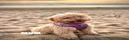 Cockapoo dogs for sale: 🐾 Stunning Litter of 8 Cockapoo Puppies! 🐾 - Advert 36