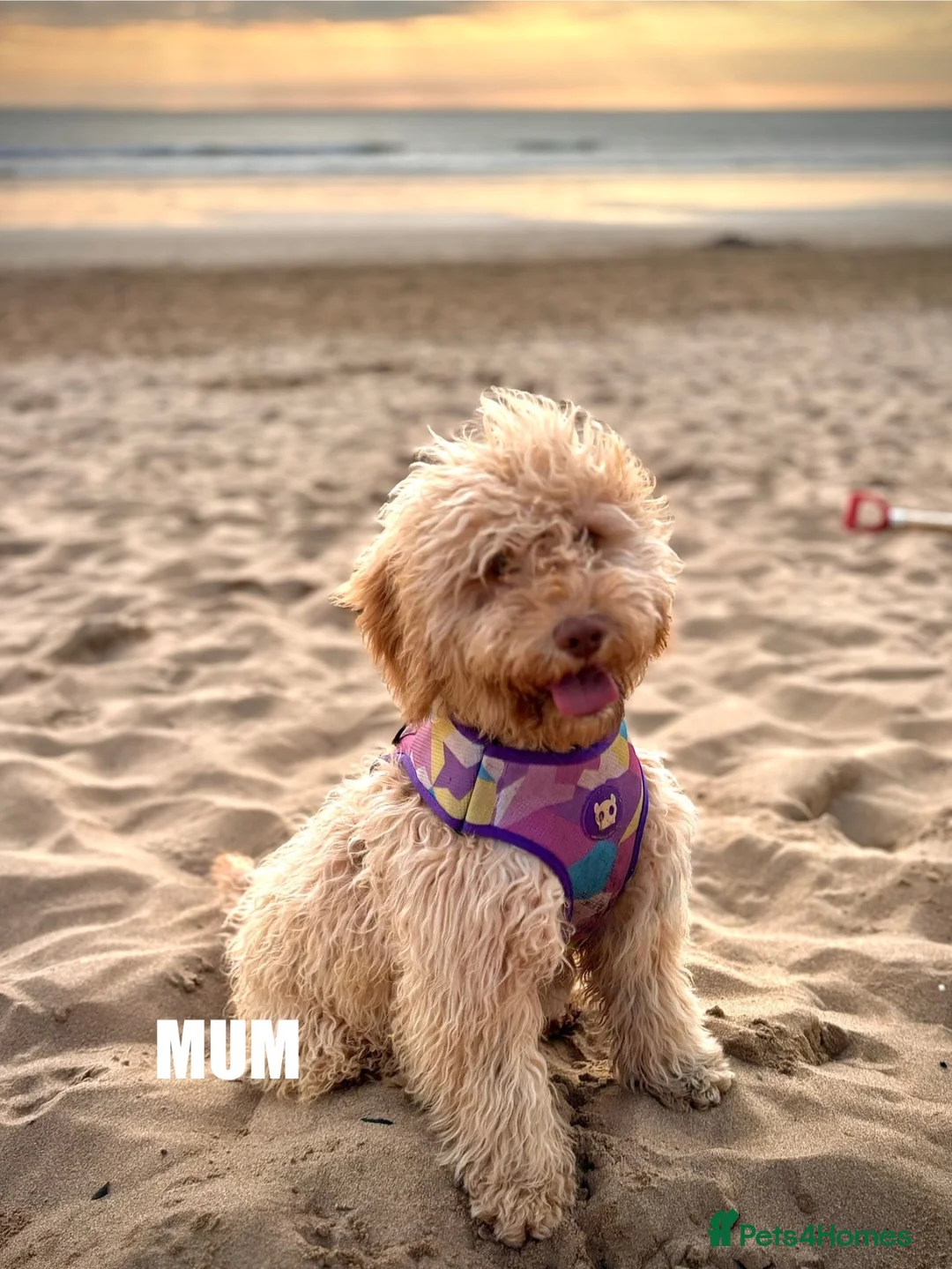 Cockapoo dogs for sale: 🐾 Stunning Litter of 8 Cockapoo Puppies! 🐾 - Advert 36