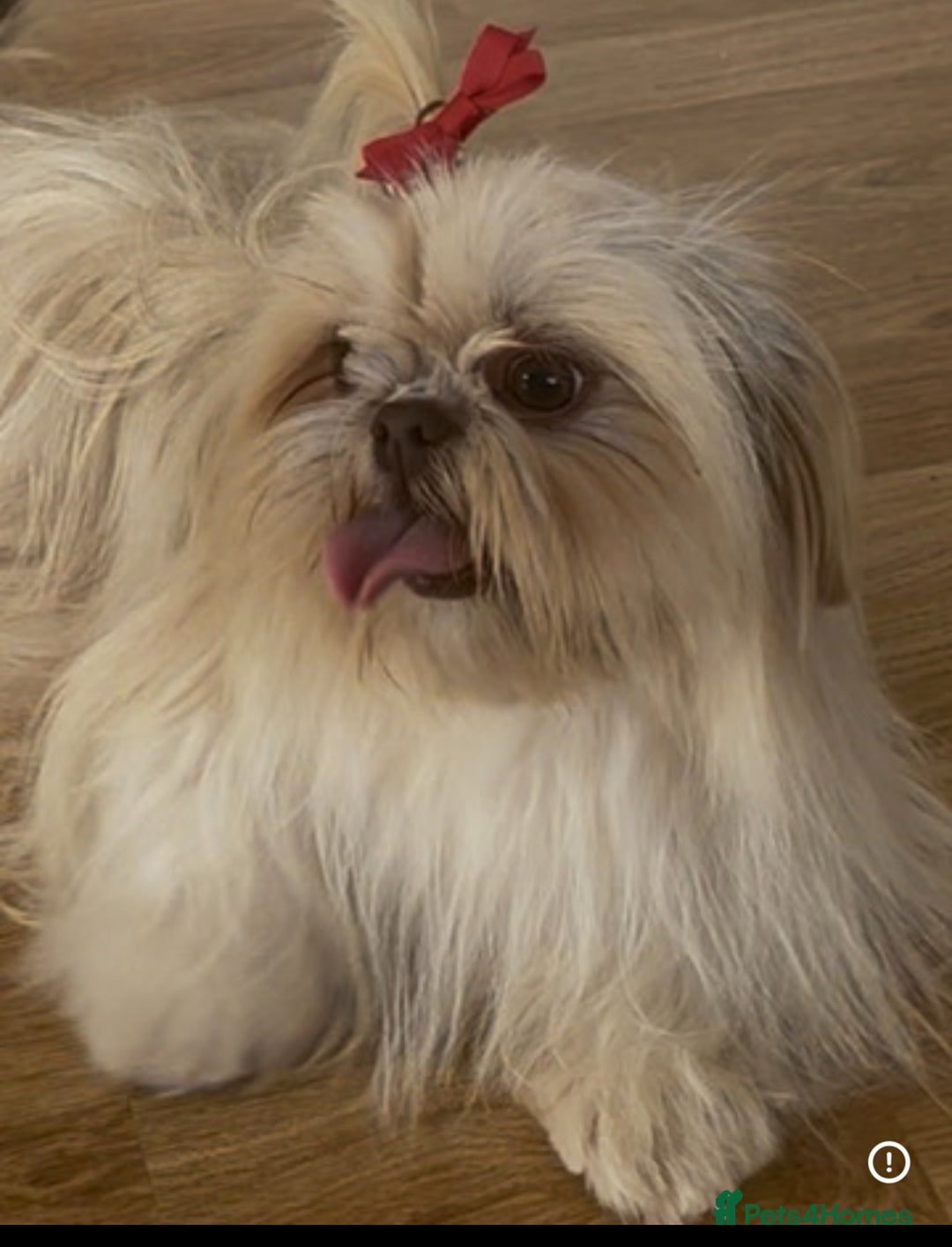Shih Tzu dogs for sale: Imperial Shih Tzu girl. - Image 3