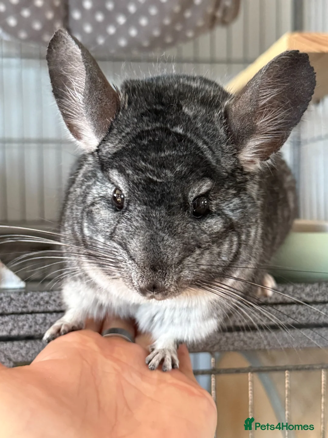 Chinchilla rodents for sale: Male Chinchilla 1.5y with cage full setup in Coalville - Advert 2