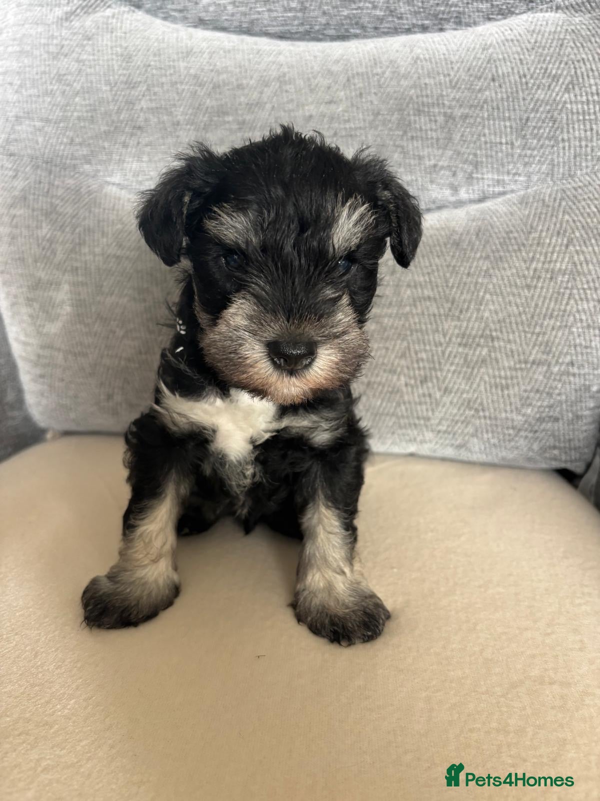 Miniature Schnauzer dogs for sale: Beautiful Miniature Schnauzers  - Advert 20