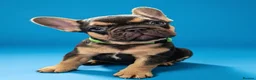 French Bulldog dogs for sale: 🌟REDUCED🌟only one girl and one boy left - Advert 21