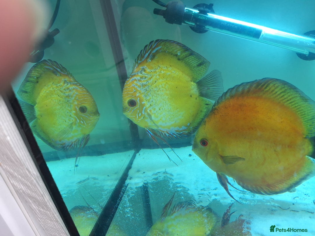 Discus fish for sale: Discus Breeding pair  - Advert 3