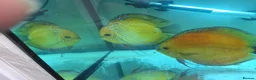 Discus fish for sale: Discus Breeding pair  - Advert 3