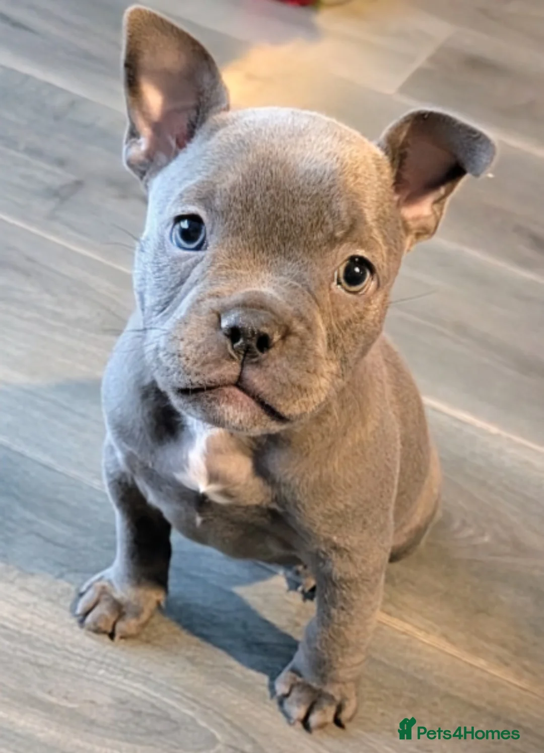 Mixed Breed dogs for sale: Beautiful french bulldog x pocket bully GIRL - Advert 10