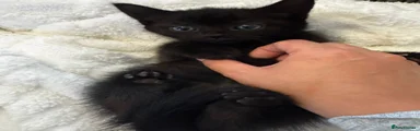 Mixed Breed Kitten 3