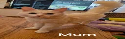 Mixed Breed cats for sale: 3 White Beautiful Boy Kittens - Advert 2