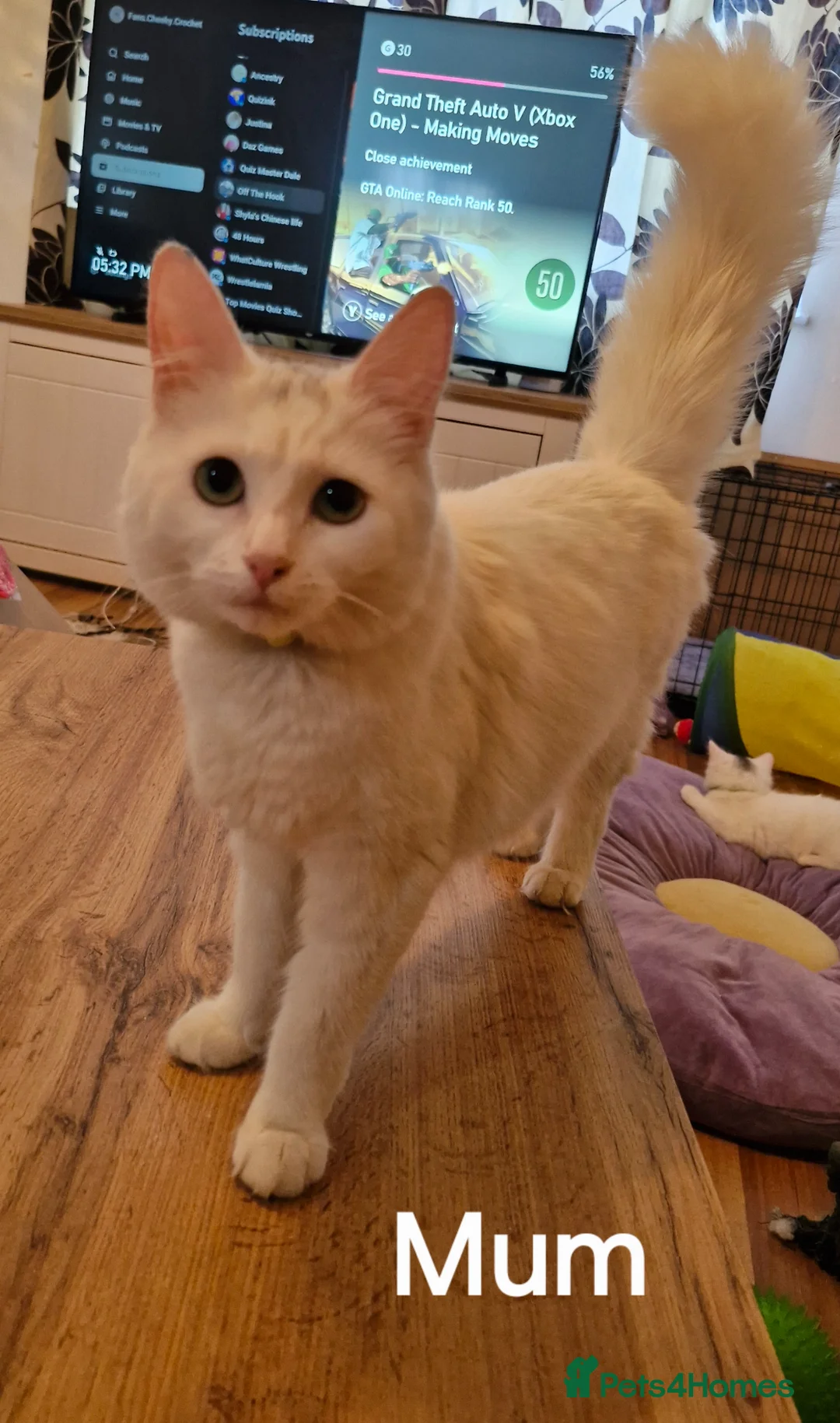 Mixed Breed cats for sale: 3 White Beautiful Boy Kittens - Advert 2