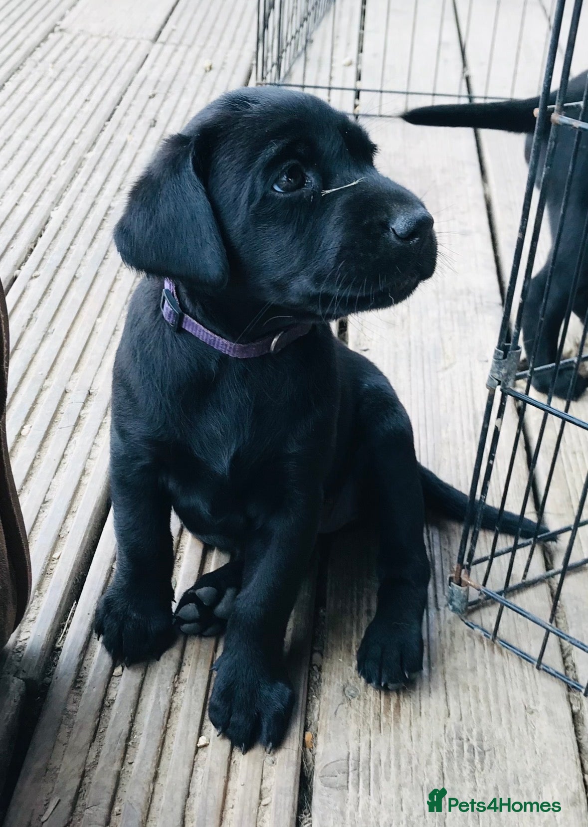 Labrador Retriever dogs Gorgeous KC Registered Labrador Puppies  - Advert 1